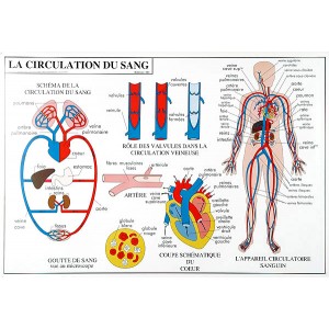 La circulation sanguine et la digestion (2 faces)