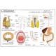 Le corps humain : la circulation sanguine et la digestion 102x70 cm