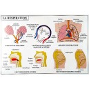 Le corps humain : le système nerveux et la respiration 102x70 cm