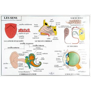 Les 5 sens et l’excrétion (2 faces)